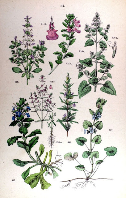 Ocimum basilicum drawing