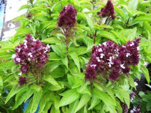 Basil Flower