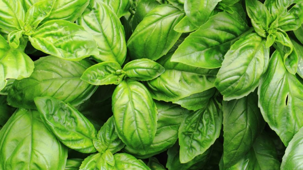 Aphrodisiacs: sweet and wild basil