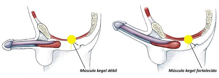 La activación de Yoni Chakra tiene que ver con el fortalecimiento de los músculos denominados Kegel 